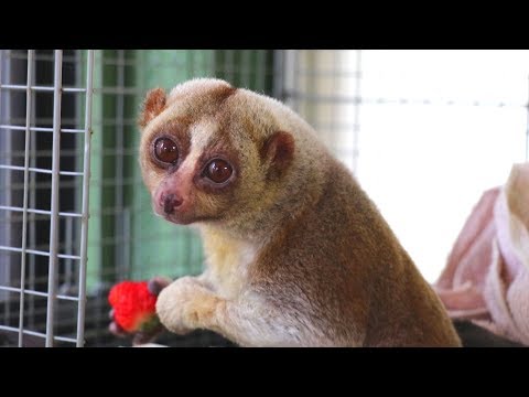 スローロリスのごはんタイム Feeding Slow Loris Youtube