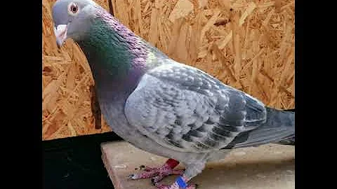 Kde jsou holubi a holubice zařazeni?