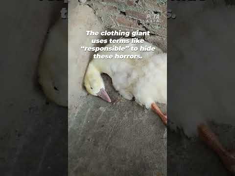 Think Of Them Next Time You See A Down Filled Jacket