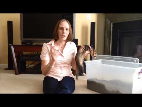 "How can I get my ferret to stop digging?"