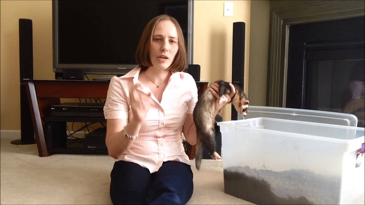 How to Stop a Ferret from Digging in Houseplants foto How to Stop a Ferret from Digging in Houseplants pics