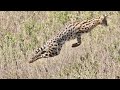 Serval Cat Vs Jackals In A Thrilling Chase 