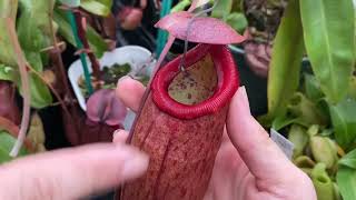 HIGHLIGHT HYBRID NEPENTHES (GLOB X RAFF) X ( VENTRI X MACFAR)
