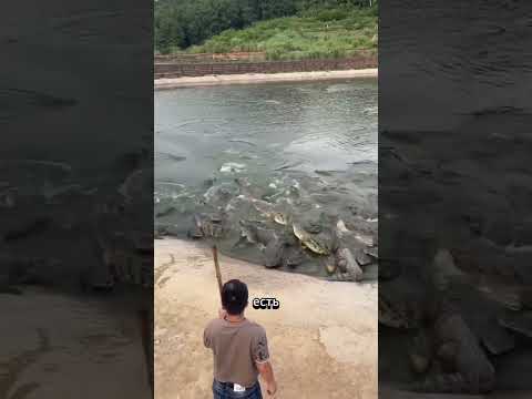 Крокодил нападает на человека!