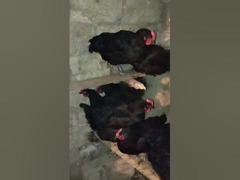петух 🐓 и курица 🐔 - YouTube