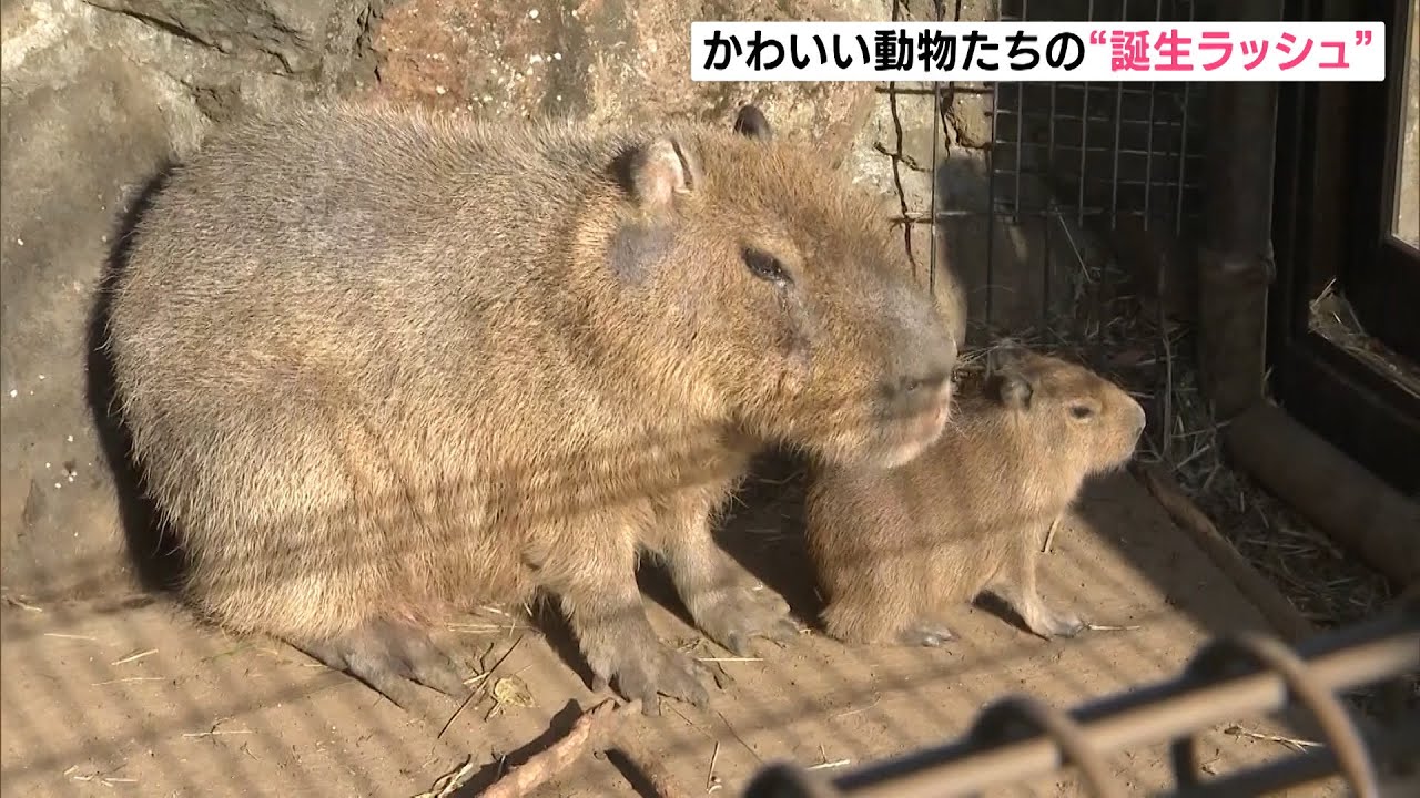 かわいい動物たち 誕生ラッシュ 静岡県 Youtube