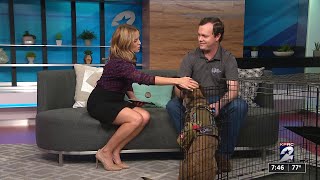 Keeping your dog safe during a hurricane