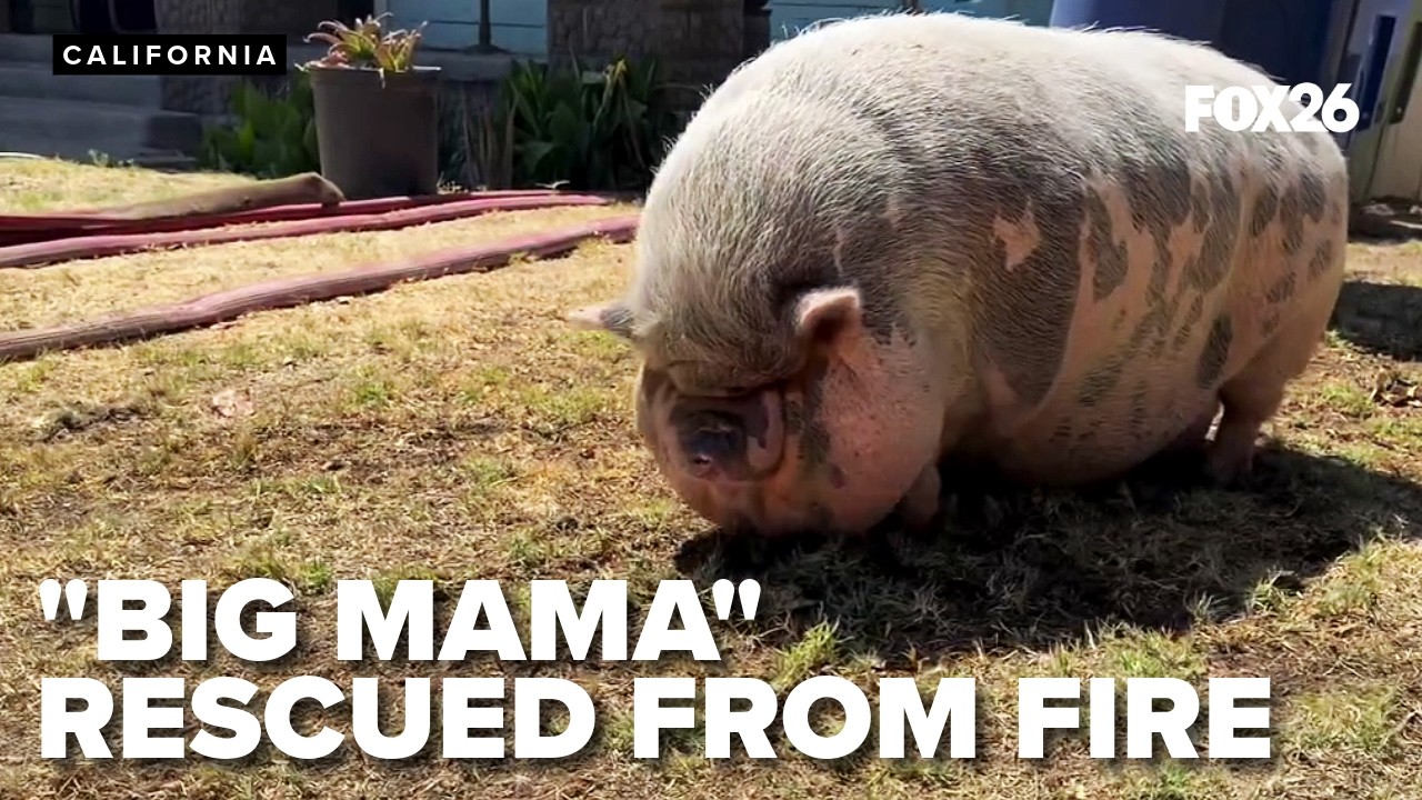 Big Mama' the pet pig rescued from garage fire - YouTube