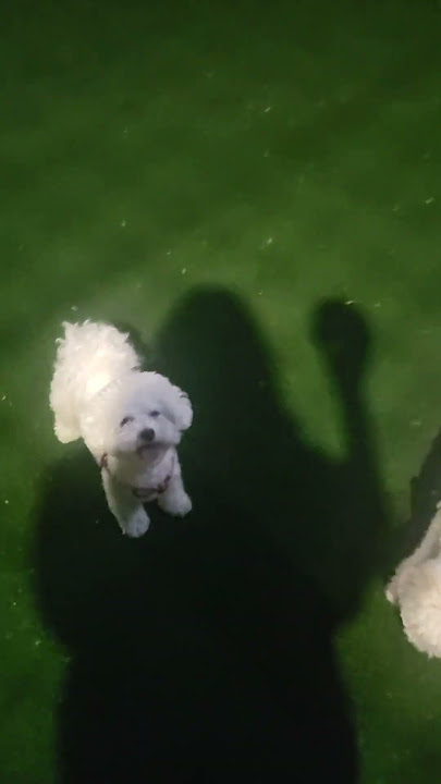 공놀이 신난다 #bichon #희순 #희철 #놀아줘 #공놀이 #산책 #비숑