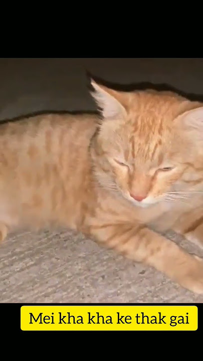 Cat#champi#massage#happy#meow#love#care#happiness#viral ❤️