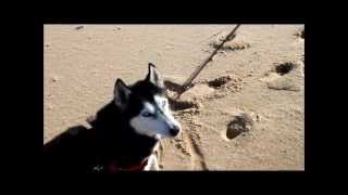 Hatchi, Siberian Husky - First Day on the Beach by The Xtreme Dogs 3,335 views 11 years ago 3 minutes