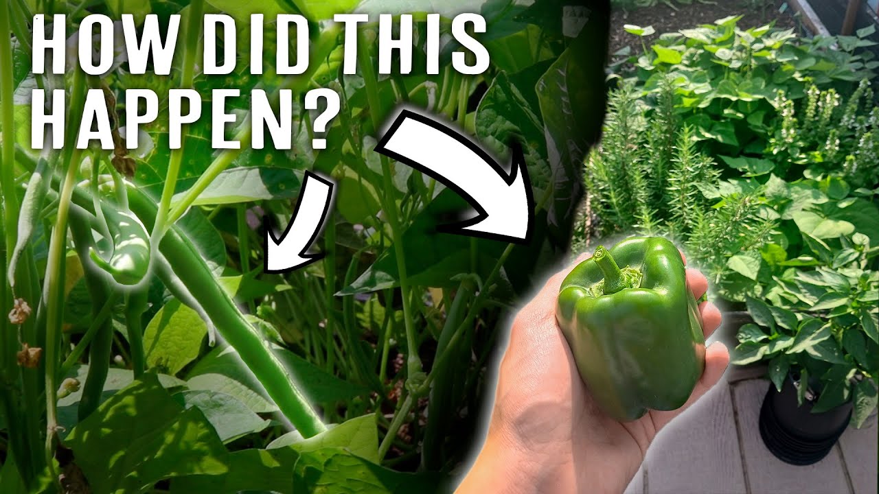 My Garden ACCIDENTALLY got GOOD