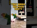 Mango &amp; Pico Turn a Bowl into a Tiny Pool Party🦜💦 #Viral #Shorts #BirdTok #CutePets #FunnyPets #bird