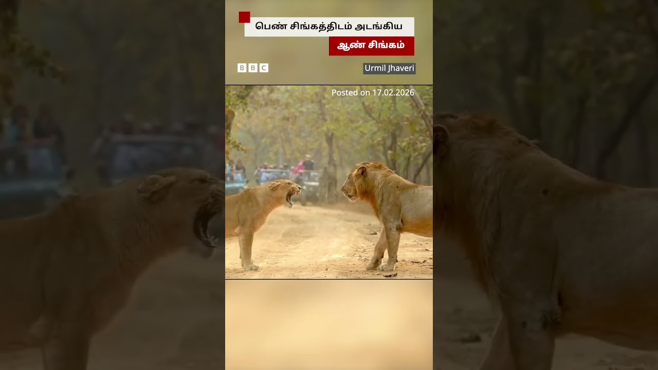 பெண் சிங்கத்திடம் அடங்கிய ஆண் சிங்கம்; வைரல் வீடியோ