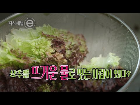 상추 이렇게 씻으면 알바 잘릴 수도 있음｜[지식채널e]
