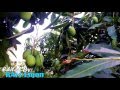 Mango Roof Garden in Dhaka