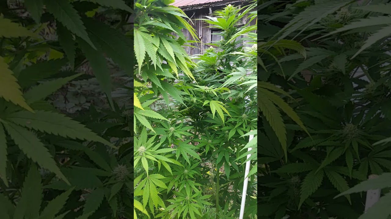 2019 cannabis Polyploid mutation update.