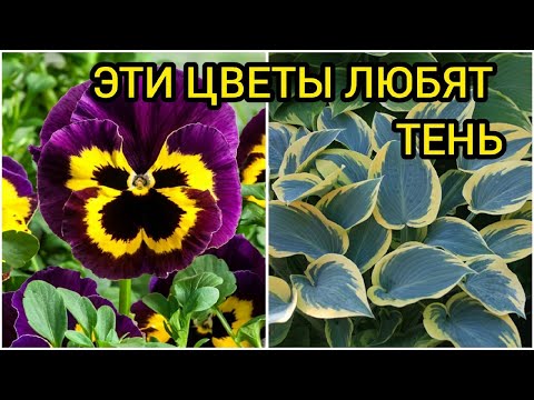 Что посадить в тени/полутени?  Список тенелюбивых растений для вашего участка.