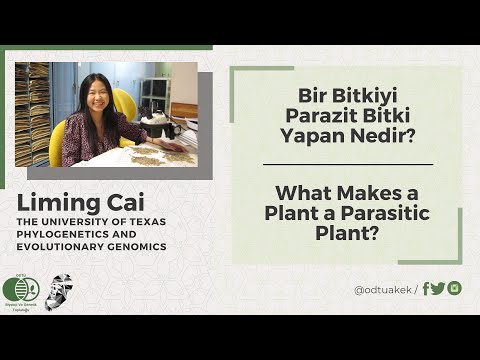 Video: Hemiparaziter Bitki Bilgisi: Hemiparazitik Bitkiler Bahçelerde Hasara Neden Olur mu?