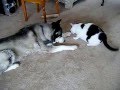 Cat beats up husky