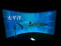 【水族館巡り】海遊館　太平洋