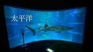 【水族館巡り】海遊館　太平洋