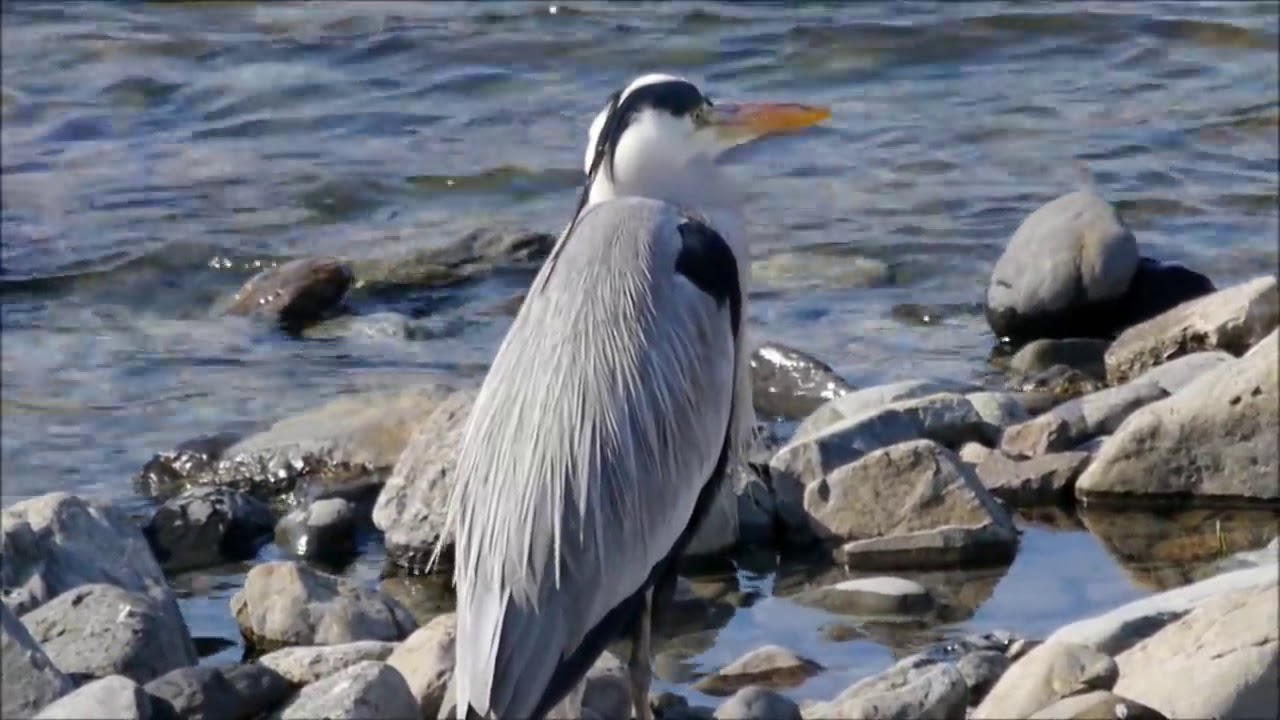 アオサギ日本野鳥の会 京都支部