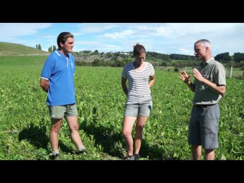 Lindsay Farm — Organic dairy at Lindsay Farm