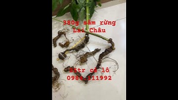 24/10 xuống núi lô sâm rừng Lai Châu đen già cứng như đá, sâm chất lượng từng củ cho người sành sâm.
