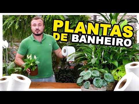 Vídeo: Plantas de interior no banheiro