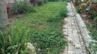 She Was Blown Away By The Yard Transformation Epic Results