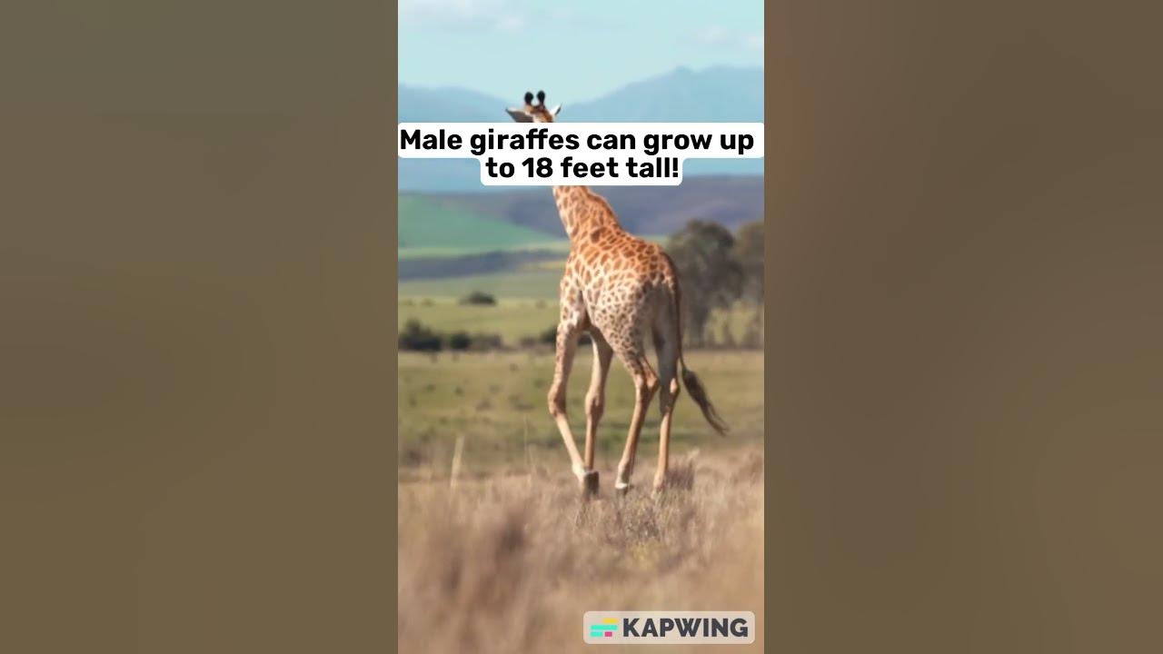 Do you know the world's tallest land animal? - YouTube
