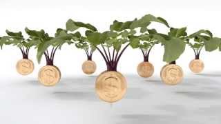 Cleancrop Brassica System - PGG Wrightson Seeds