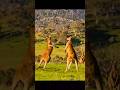 Kangaroos can do more than fighting #animalfacts #wildlife #naturefacts