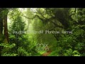 The silent forest  chillstep mix