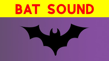 Bat Noise ~ Bat Sound at Night ~ Bats Sound Effect in High Quality