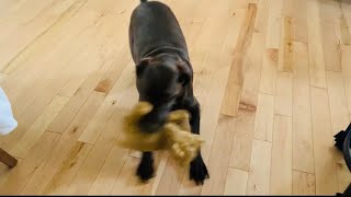 German Shorthaired Pointer Goes Crazy For Toy!