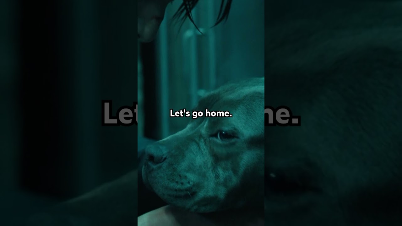John Gets a New Dog | John Wick