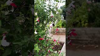 Kabi runa hay kabi hasna hay jibon #short #viralvideo #hindisong #ilovenature #beautifulflower #uk