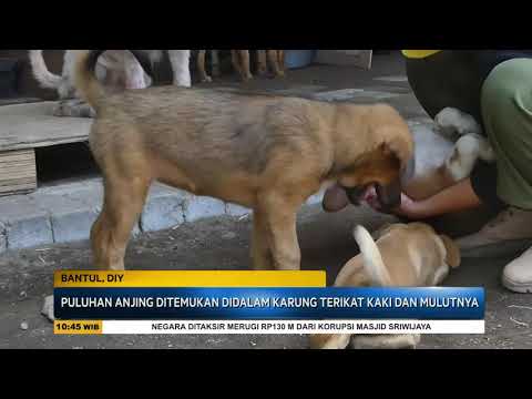 Video: Anjing Diselamatkan Dari Kebakaran Apartemen Oleh Petugas Polisi Atlanta