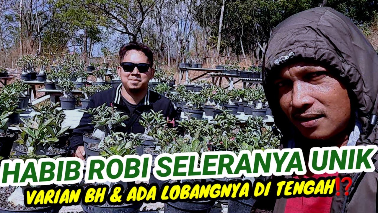 PARA UKHTI SENANG NGELIAT HABIB ROBI NYIRAM ADENIUM⁉️ - YouTube