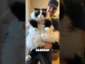 Кот-ПАНДА взорвал TikTok 😱 Он просто сидит… и собирает миллионы #кот #tiktok #shorts