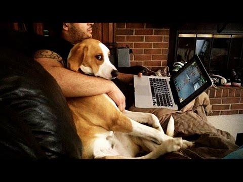 JEALOUS DOGS Want Attention From Their Owners? ? [Funny Pets]