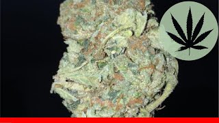 Bc Big Bud - All About This Strain
