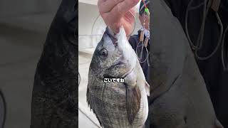 関西最大級の釣場南芦屋浜4/27朝釣果情報！サバ回遊あり！ＧＷは広い釣場へえGO！フィッシングマックス芦屋店