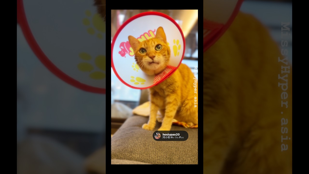 IG 開張🔟個禮拜贈興😸每天清醒的4小時中的其中一個細藝😿自己搲損咗個頭 縮圖