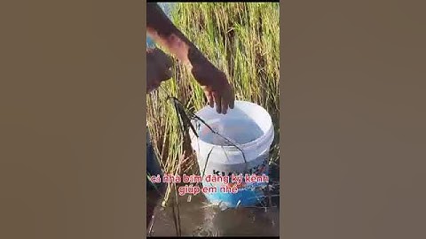 Giăng lưới cá rô đồng #shorts