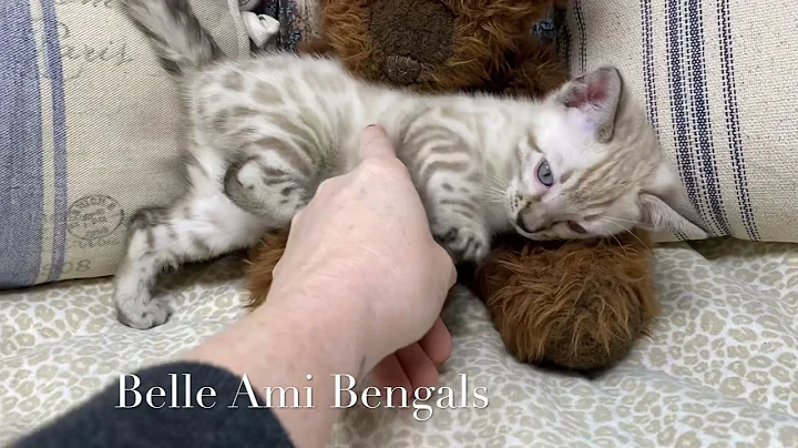 Video 2721051: snow bengal kitten, cutest bengal kittens, kitten playing adorable
