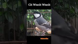 Burung Gelatik Batu Gacor
