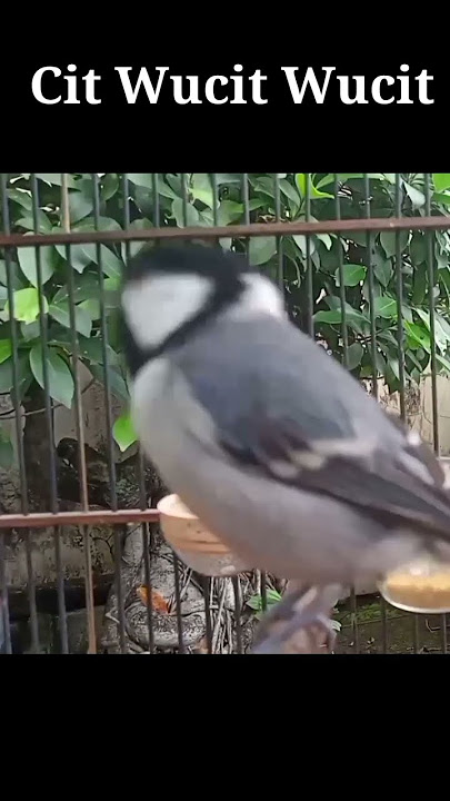 Burung gelatik Batu gacor